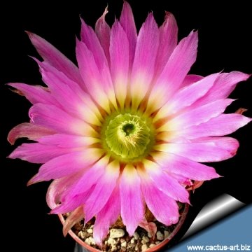 14221 cactus-art Cactus Art