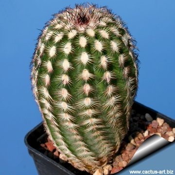 14223 cactus-art Cactus Art