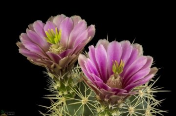 29677 cpif Peiffer Clement