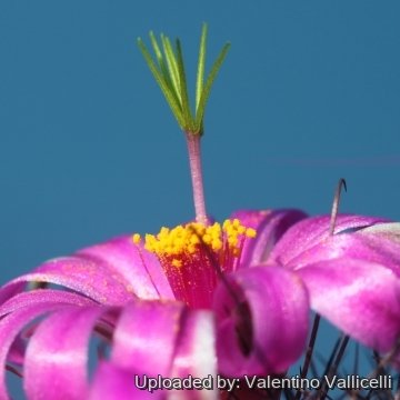 16467 valentino Valentino Vallicelli