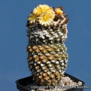 17945 valentino Valentino Vallicelli