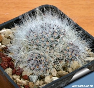 11998 cactus-art Cactus Art