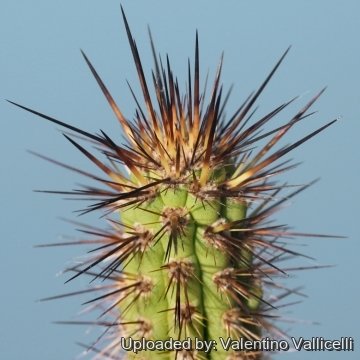 18016 valentino Valentino Vallicelli