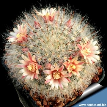 9818 cactus-art Cactus Art