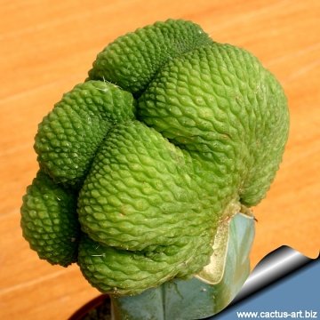 11272 cactus-art Cactus Art