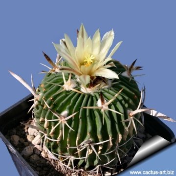 3770 cactus-art Cactus Art