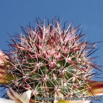 12206 valentino Valentino Vallicelli