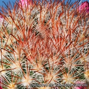 9806 valentino Valentino Vallicelli