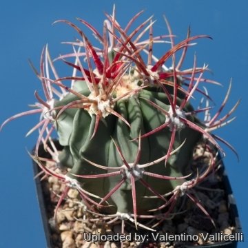 16435 valentino Valentino Vallicelli