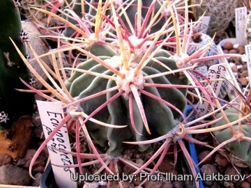 26075 Ilham Prof. Ilham Alakbarov