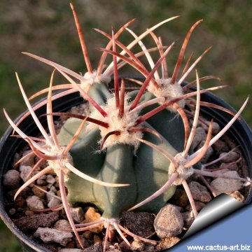 14438 cactus-art Cactus Art