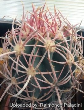 27114 RapCactus Raimondo Paladini