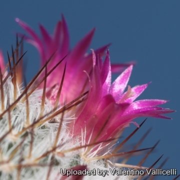 17728 valentino Valentino Vallicelli