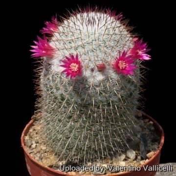 17730 valentino Valentino Vallicelli