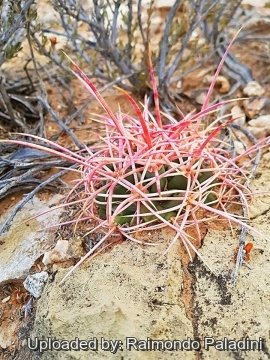 30004 RapCactus Raimondo Paladini