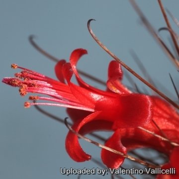 17088 valentino Valentino Vallicelli