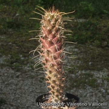 19182 valentino Valentino Vallicelli