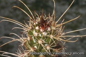 19184 valentino Valentino Vallicelli