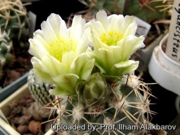 19034 Ilham Prof. Ilham Alakbarov