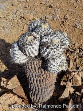 30250 RapCactus Raimondo Paladini