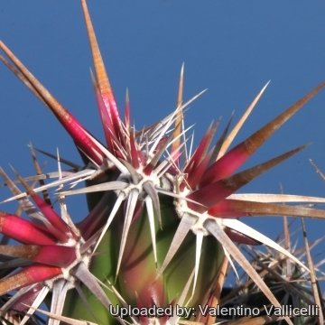 8249 valentino Valentino Vallicelli