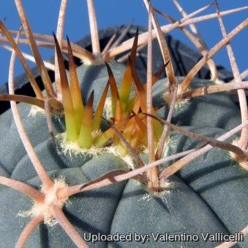 1840 valentino Valentino Vallicelli