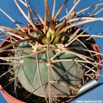 1844 cactus-art Cactus Art