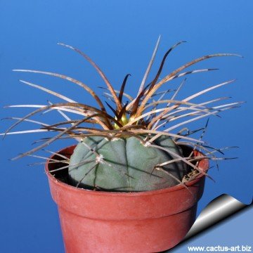 1845 cactus-art Cactus Art