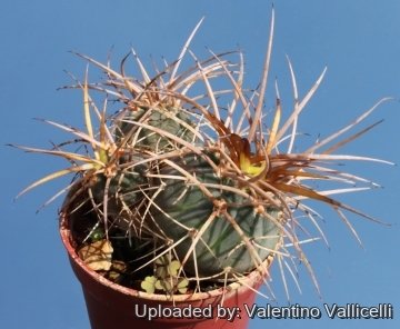 8924 valentino Valentino Vallicelli