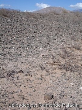 27052 RapCactus Raimondo Paladini