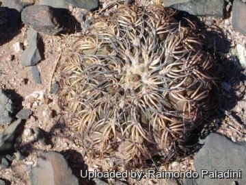 27053 RapCactus Raimondo Paladini