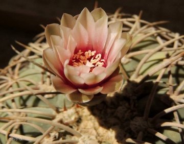 23957 carolina Carolina González