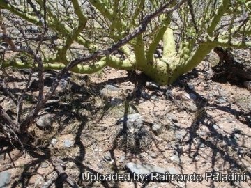27054 RapCactus Raimondo Paladini