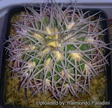 27139 RapCactus Raimondo Paladini