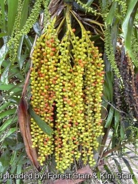 20250 star Forest Starr & Kim Starr