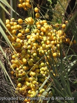 20300 star Forest Starr & Kim Starr