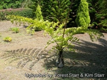 20318 star Forest Starr & Kim Starr