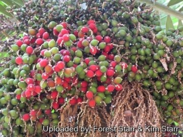 20390 star Forest Starr & Kim Starr