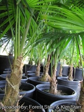 20415 star Forest Starr & Kim Starr