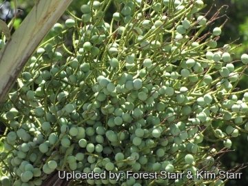 20463 star Forest Starr & Kim Starr