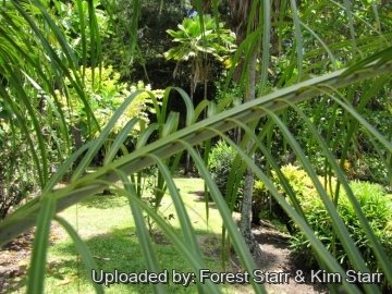 20454 star Forest Starr & Kim Starr