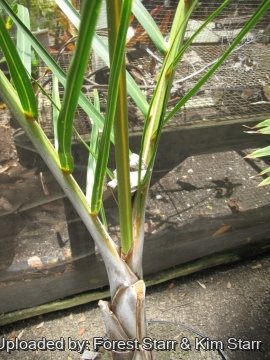 20521 star Forest Starr & Kim Starr