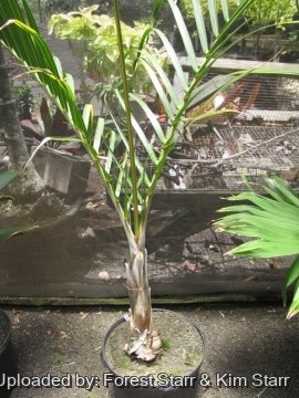 20522 star Forest Starr & Kim Starr