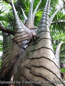 20576 star Forest Starr & Kim Starr