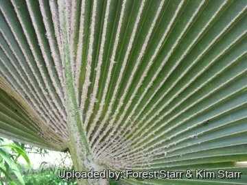 20645 star Forest Starr & Kim Starr