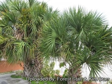 20778 star Forest Starr & Kim Starr