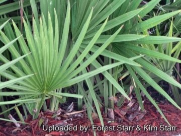 20795 star Forest Starr & Kim Starr