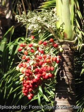 20827 star Forest Starr & Kim Starr