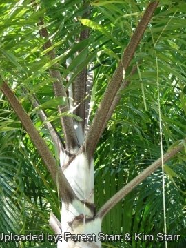 20884 star Forest Starr & Kim Starr