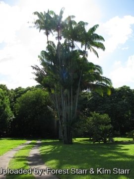 20585 star Forest Starr & Kim Starr